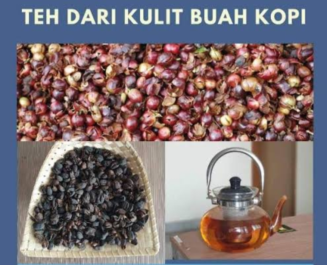 Selain Disajikan Menjadi Kopi, Ternyata Kulit Buah Kopi Disulap Jadi Seduhan Teh Nikmat dan Bermanfaat