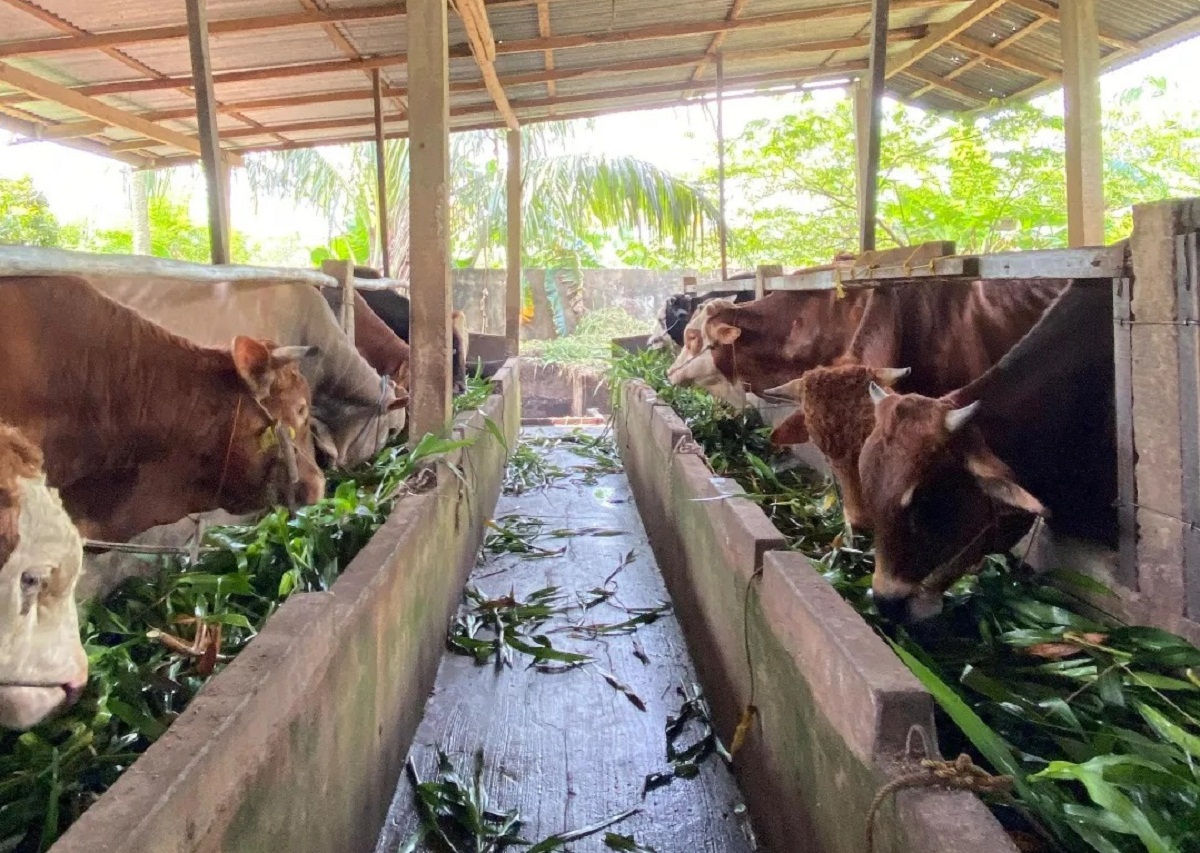 Update Harga Hewan Kurban Di Palembang, Berikut Tips Memilih Sapi dan Kambing yang Sehat