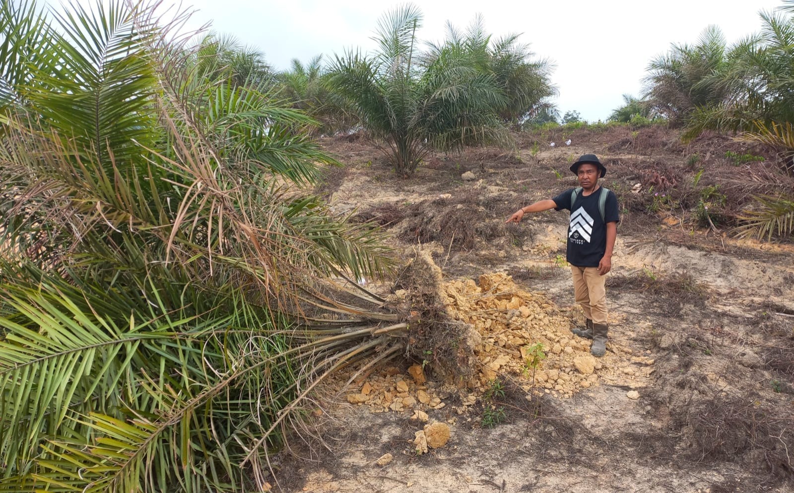 Ribuan Hektar Kebun Sawit Dirusak Gorby, H Halim Minta Anak Buah Tenang dan Tak Terprovokasi