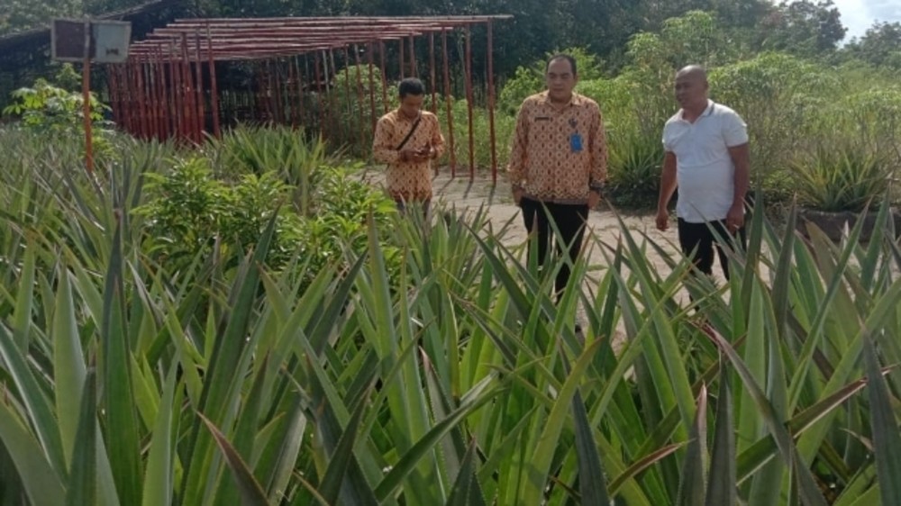 Pantau Perkembangan Budidaya Nanas, Distan dan PPL Kunjungi Agrowisata Nanas