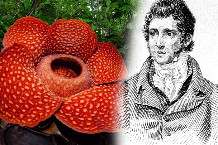 Aroma Bunga Rafflesia Sebanding Nasib Penemunya, Cerita Dibalik Rafflesia Arnoldi, Meninggal Diusia Muda
