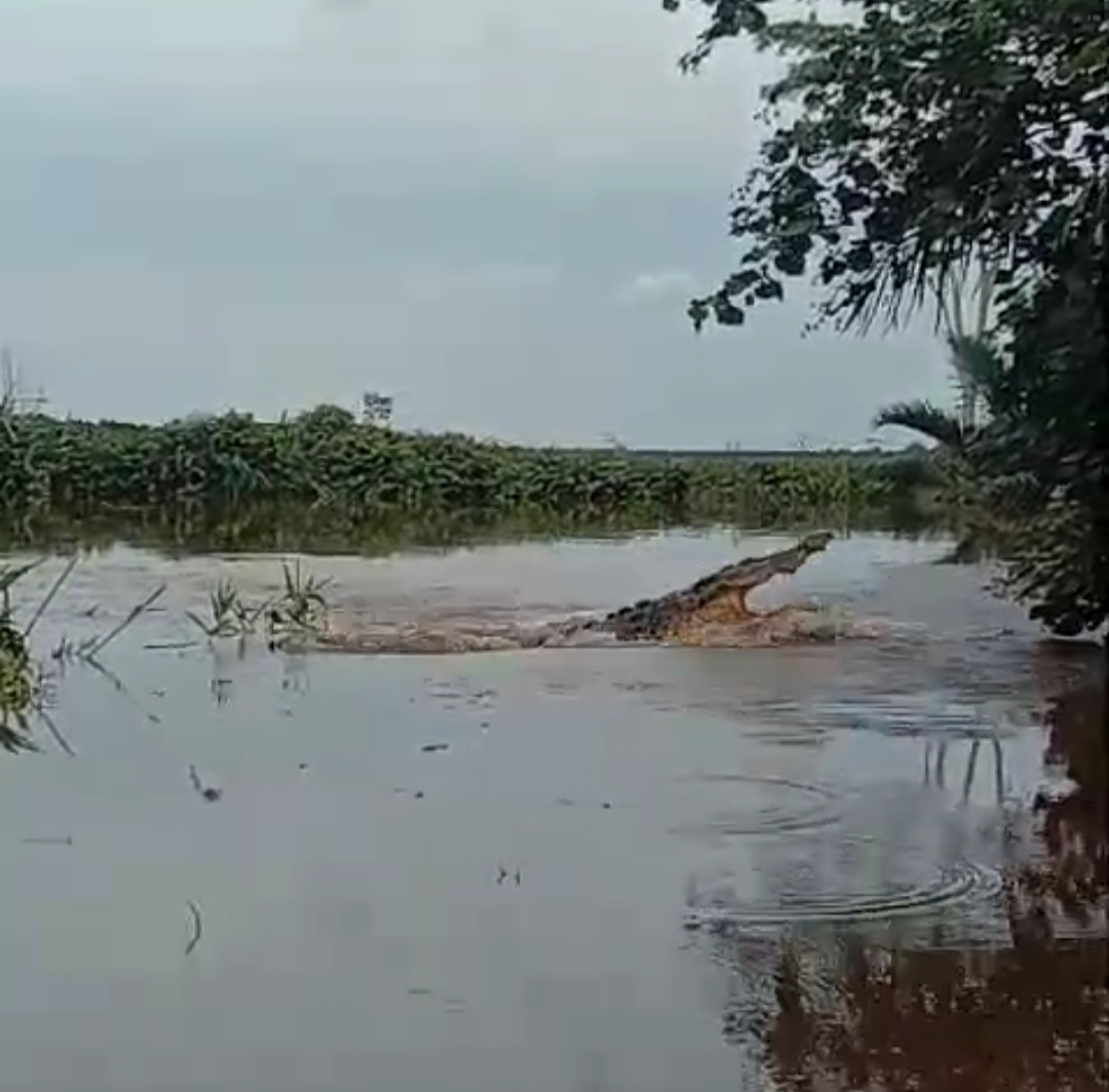 Buaya di Sungai Air Sugihan OKI Capai 50 Ekor, Sering Muncul di Malam Hari, Warga Diimbau Waspada