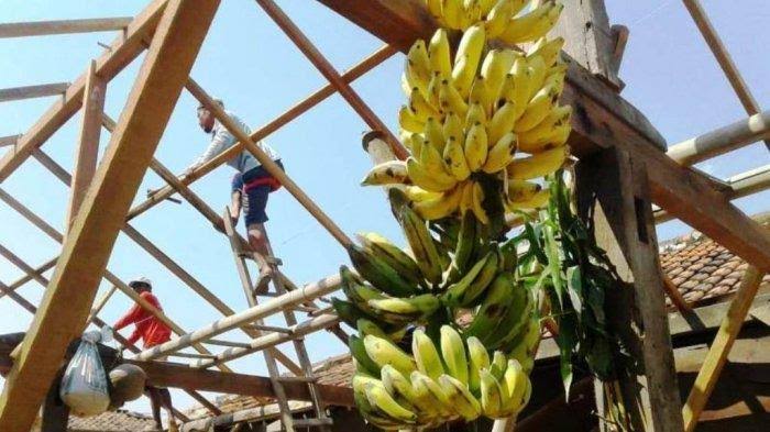 Meski Islam Melarang, Buah Kelapa dan Pisang Masih Dijadikan Sesajen Saat Bangun Rumah, Buya Yahya: untuk Apa?