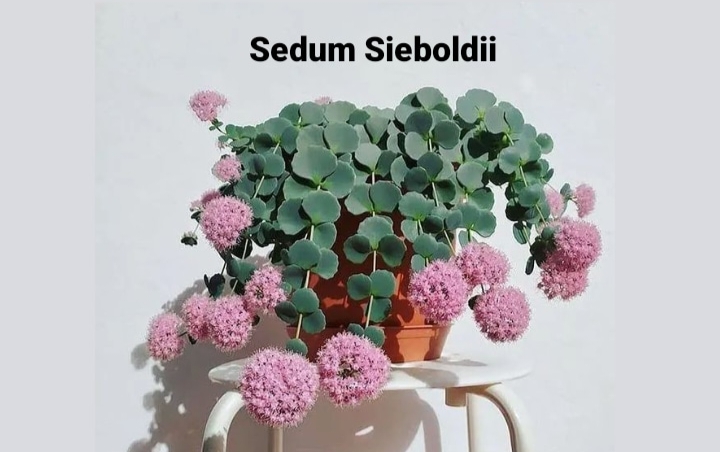 Sedum Sieboldii: Tanaman Hias yang Menawan dan Cocok Ditempatkan Di Dalam Rumah