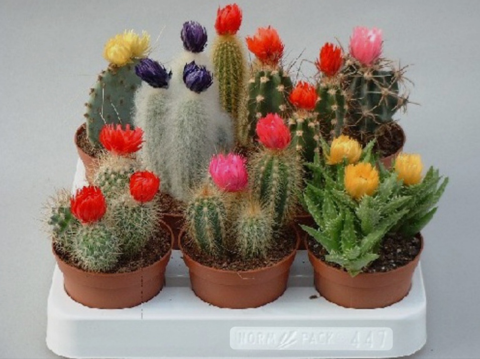 Ini Rekomendasi Tanaman Hias Ruang Tamu Tidak Perlu Disiram Bisa Ditinggal Mudik