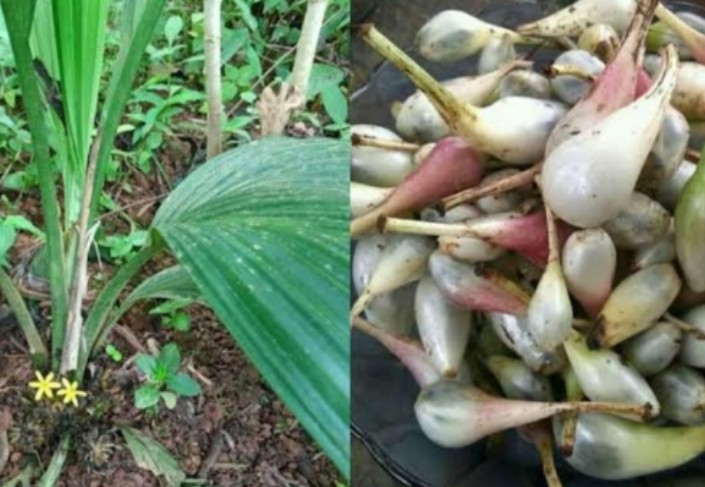 Jangan Ngaku 'Wong Sumsel' Jika Tidak Tahu Dengan Buah Ini, Bahan Pemanis Alami dari Jaman Bingen 