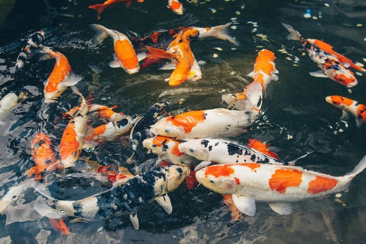 5 Ikan Hias yang Dipercaya Akan Membawa Keberuntungan Bagi Pemiliknya