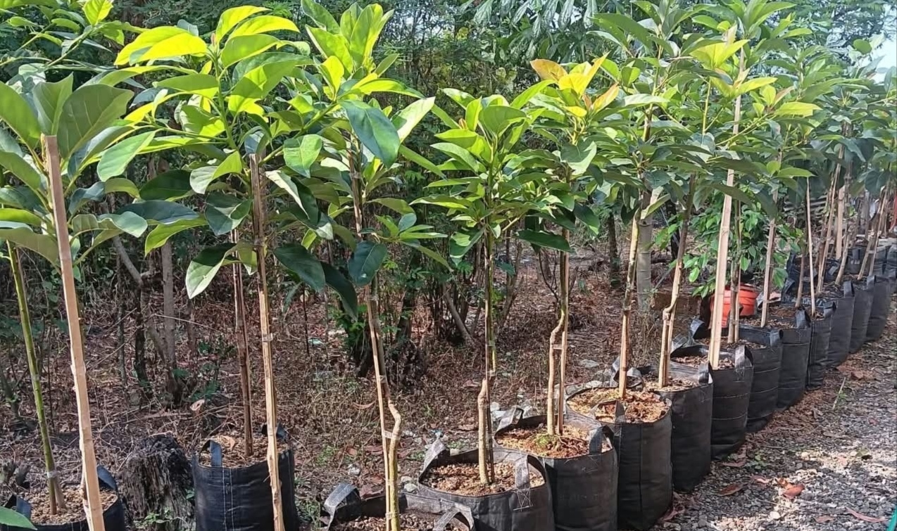 Cara Menanam Alpukat dari Biji, Mulai dari Pemilihan Bibit hingga Panen