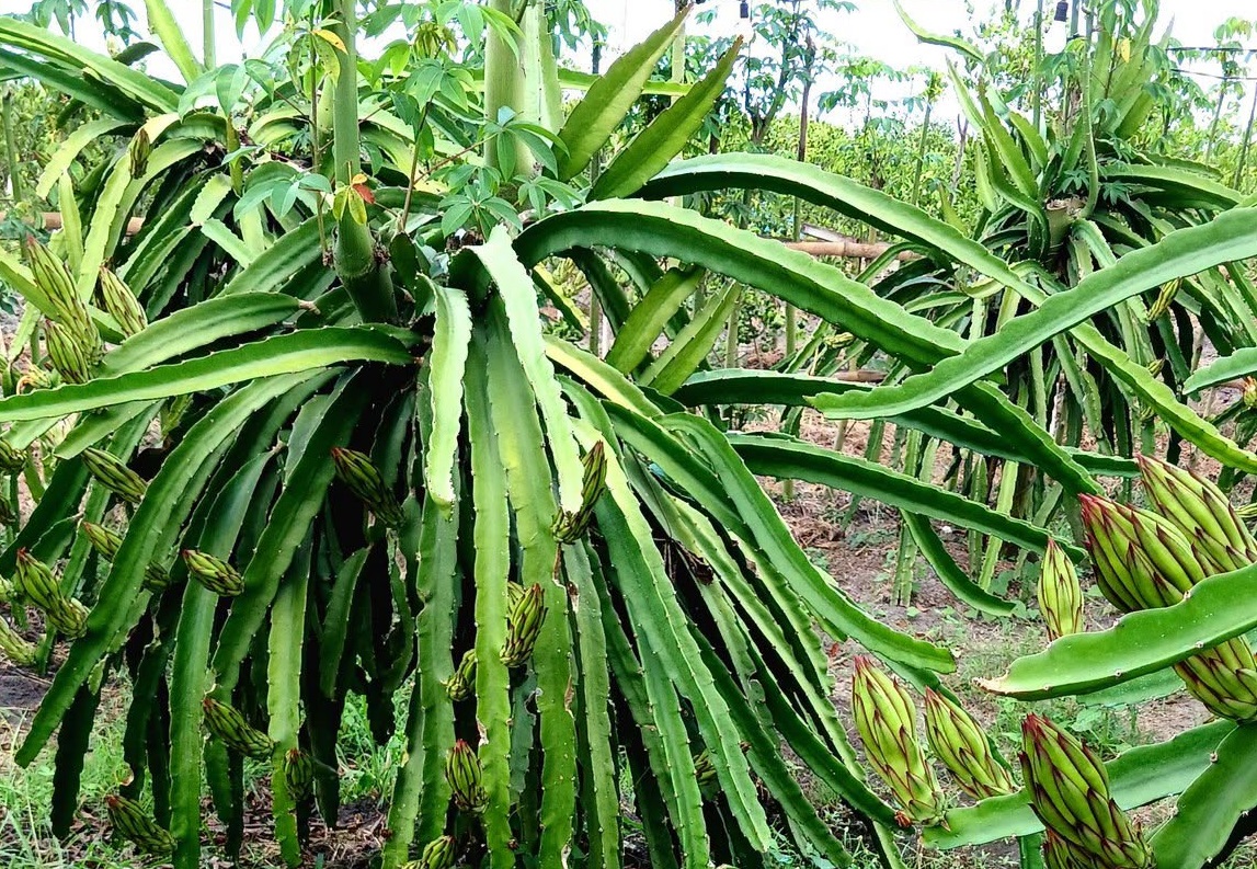 Cara Menanam Buah Naga dari Batang agar Cepat Berbuah dan Lebat