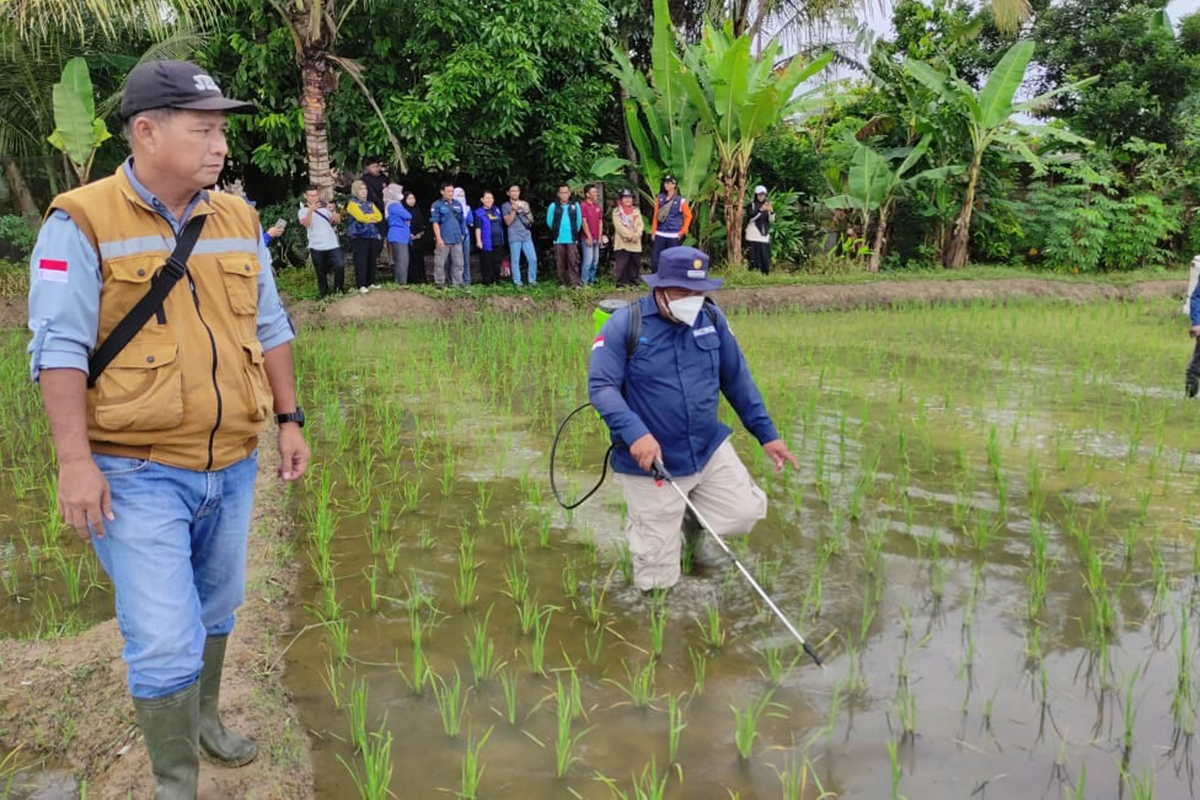 Waspada! Hama Penggerek Batang Serang Padi Petani OKU Timur