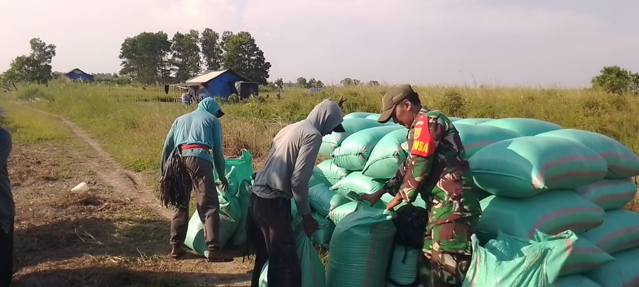 Panen Padi Berlimpah di Desa Gajah Mati, Hasil Panen Terkendala Pengangkutan