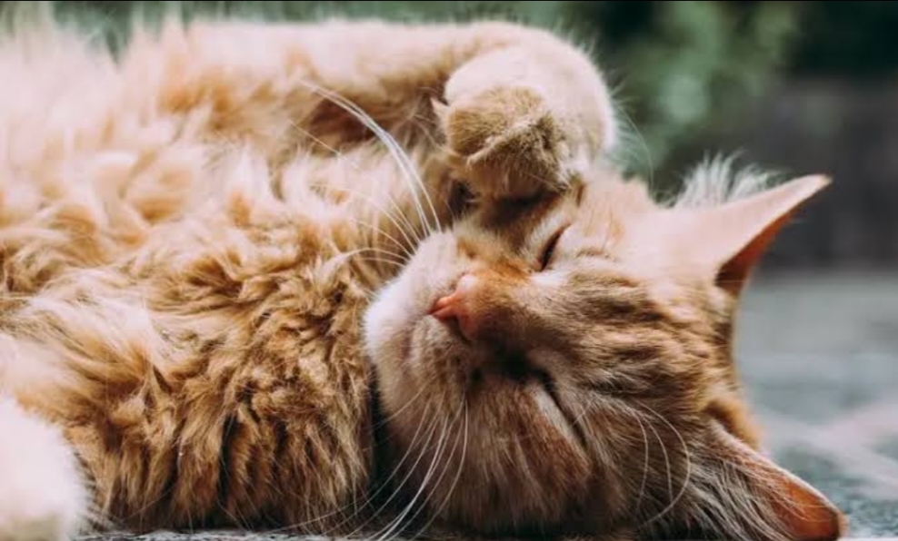 Berikut Arti 7 Mitos Tabrak Kucing Oleh Pengendara, Benarkah Pertanda Sial?