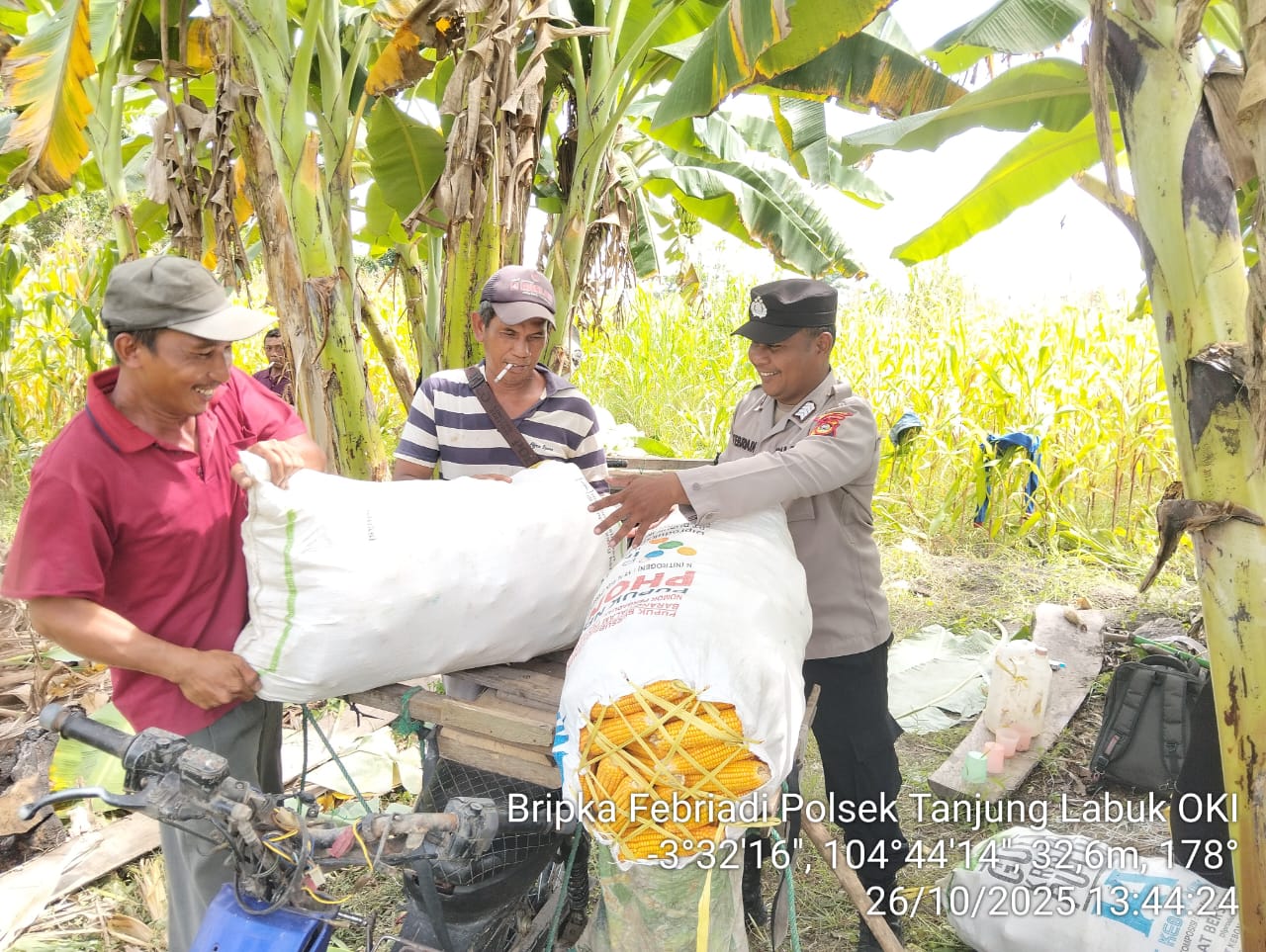 Jagung Pipil Tanjung Lubuk OKI Dijual ke Bulog, Motivasi Masyarakat Sebagai Mata Pencaharian