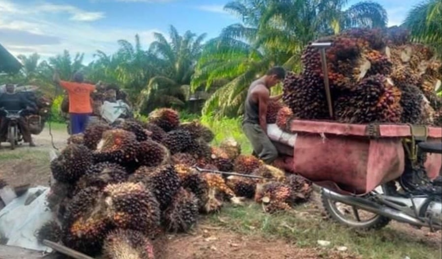 Petani Kelapa Sawit Bergairah, Harga TBS kelapa sawit kembali meningkat, Rp1.350 per kilogram 