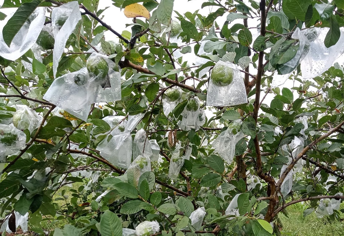 Cara Menanam Jambu Kristal di Pot dari Awal hingga Panen, Pemula Bisa Simak Di Sini!