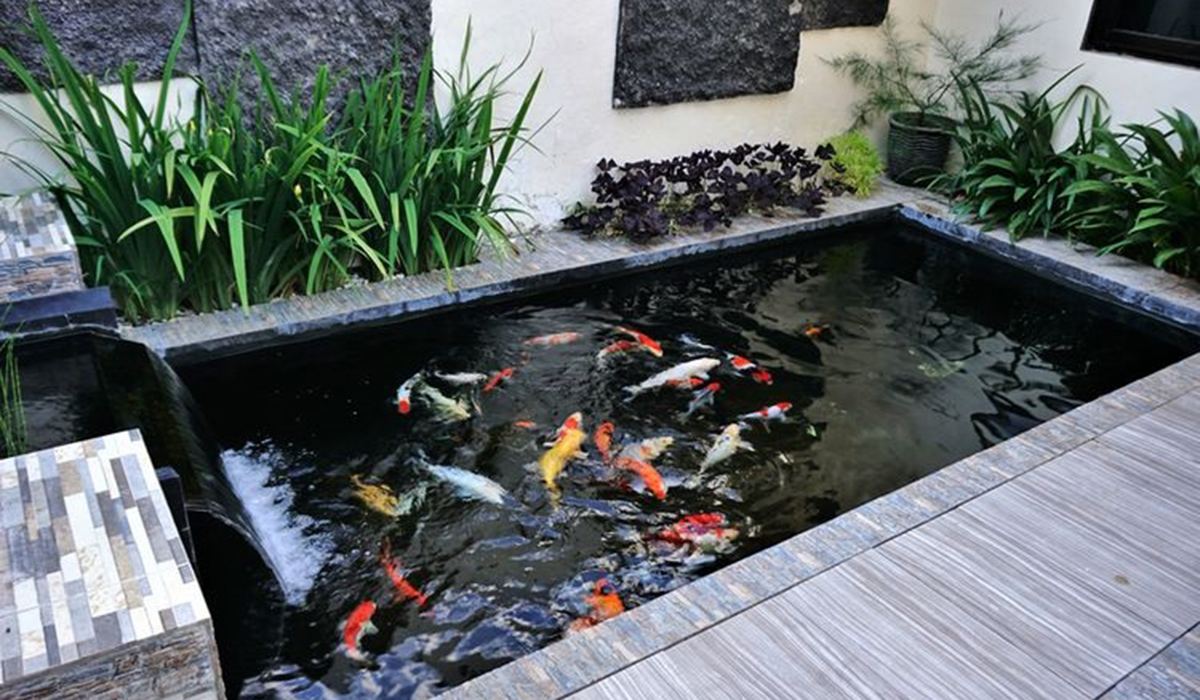 6 Tips Praktis untuk Kolam Ikan yang Bersih dan Sehat, Nomor 3 Jangan Dianggap Sepele