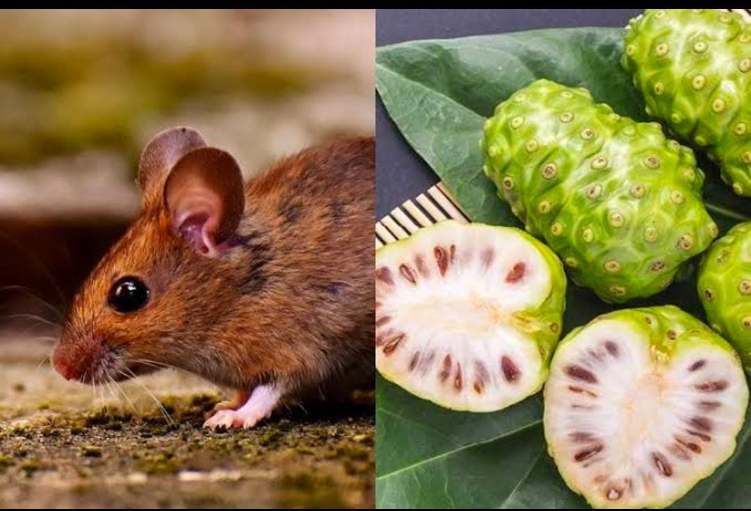 Jangan Anggap Remeh Buah Mengkudu! Ternyata Cukup Letakkan Potongan Buah Ini, Bikin Tikus Kalang Kabut Lho