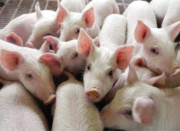 Waspada dan Stay Halal! Yuk Ketahui Skema Tubuh Babi dan Penggunaan Daging Babi di Era Modern