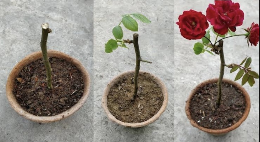  Bisa Hemat Tanpa Beli, Kembangbiakkan Bunga Mawar Lebih Banyak dengan Cara Ini