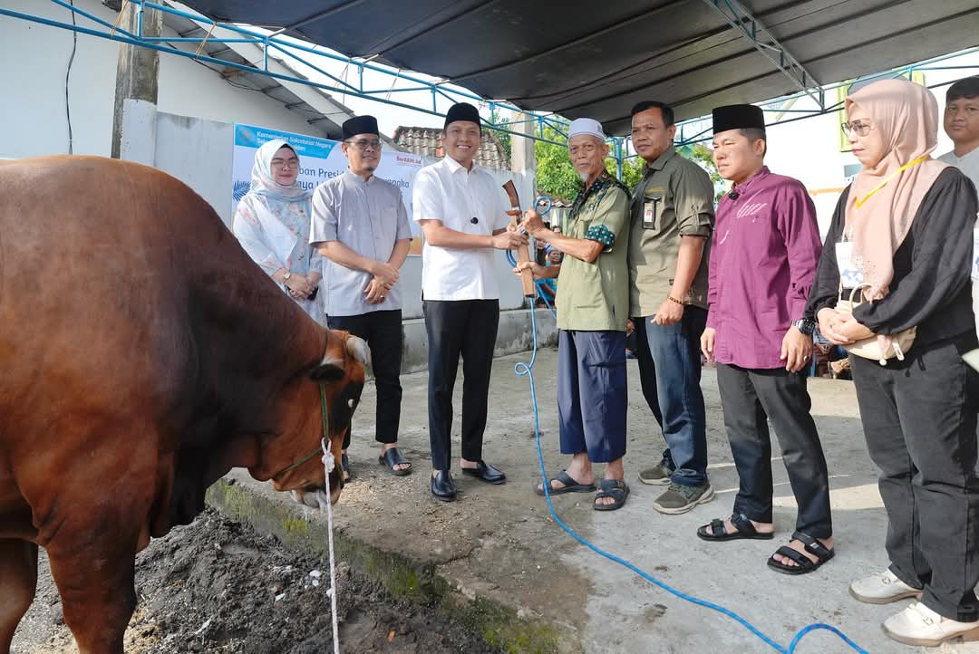 Bupati Ogan Ilir Serahkan Sapi Kurban Presiden Prabowo, Jenis Limousin dengan Berat 950 Kg