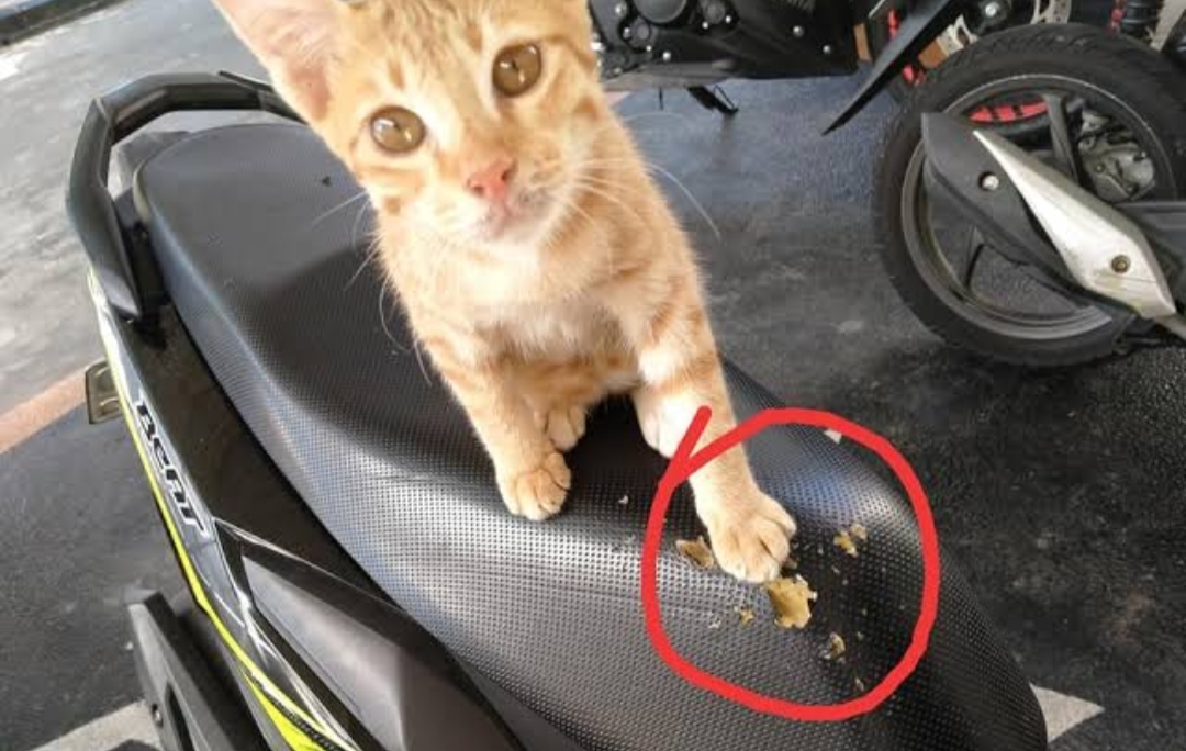 Solusi Kreatif Atasi Cakaran Kucing Pada Jok Motor, Lakukan Cara Ini Sederhana Berikut Ini