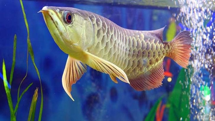 Perhatikan Beberapa Hal Berikut Sebelum Pelihara Ikan Arwana