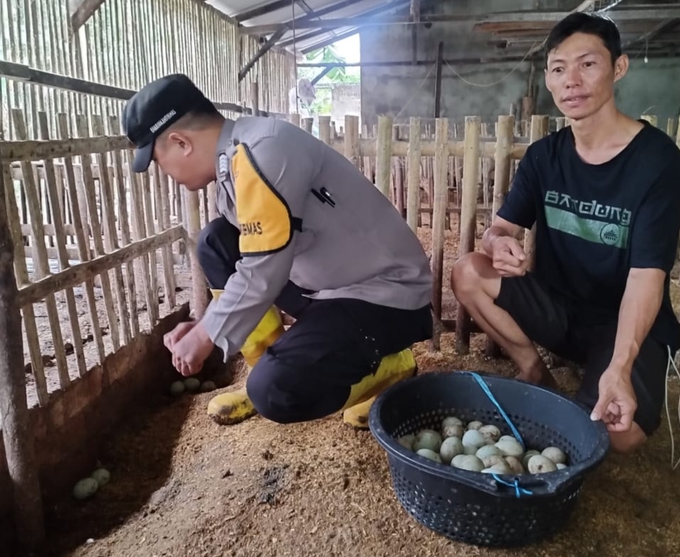 Dukung Ketahanan Pangan Nasional, Polsek Indralaya Ogan Ilir Ternak 530 Bebek Petelur & 150.000 Ikan Lele