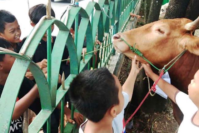 Sebar 3.000 Kupon Daging ke Masyarakat Sekitar, Masjid Agung Potong 20 Ekor Sapi Kurban dan 6 Ekor Kambing 