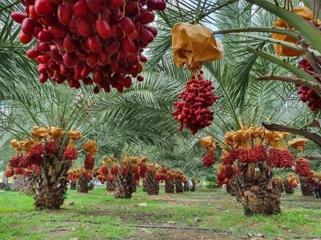 Jenis Kurma Ini Tumbuh dan Berbuah di Iklim Tropis Seperti Indonesia
