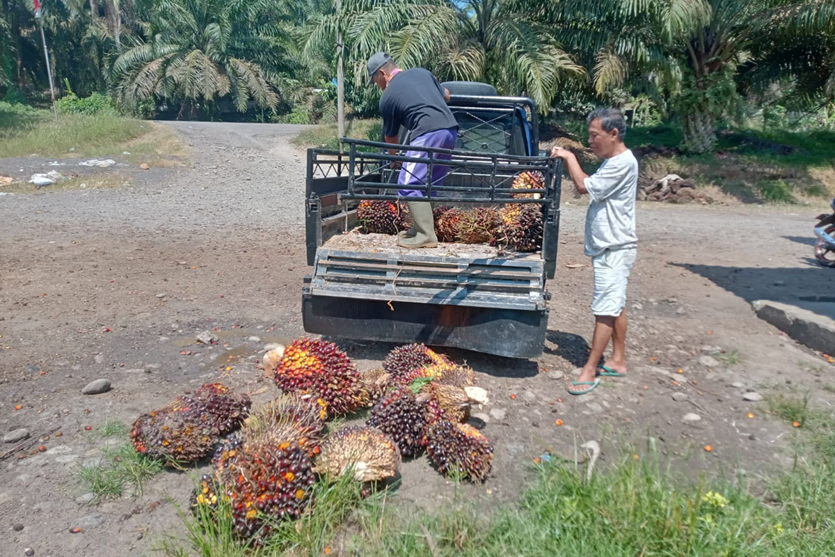 Produksi Sawit Turun Drastis, Harga TBS Justru Meningkat, Apa Penyebabnya?