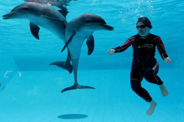 Rasakan Sensasi Seru Swimming With Dolphin di Taman Safari Bogor, Segini Tarifnya!