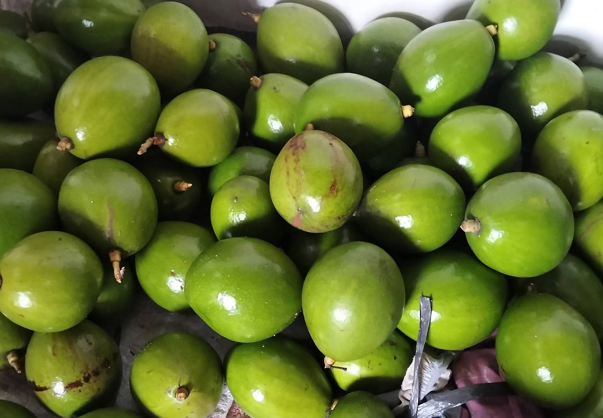  4 Penyakit yang Sering Menyerang Tanaman Alpukat: Berikut Gejala dan Cara Mengatasinya