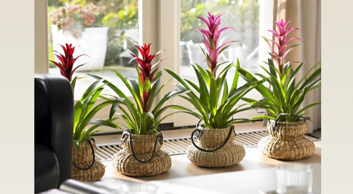 Bromelia, Tanaman Hias dengan Kombinasi Daun Unik dan Bunga Cantik, Bisa Bikin Fresh!