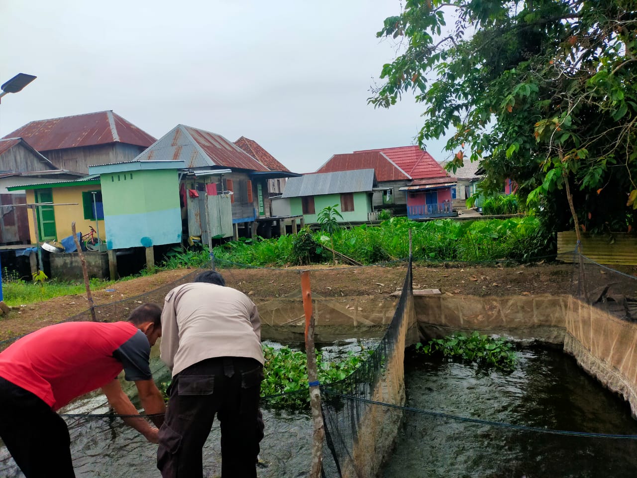Polsek Pemulutan Ogan Ilir Kembangkan Ternak Ikan di Kolam Budidaya, Dukung Ketahanan Pangan Nasional