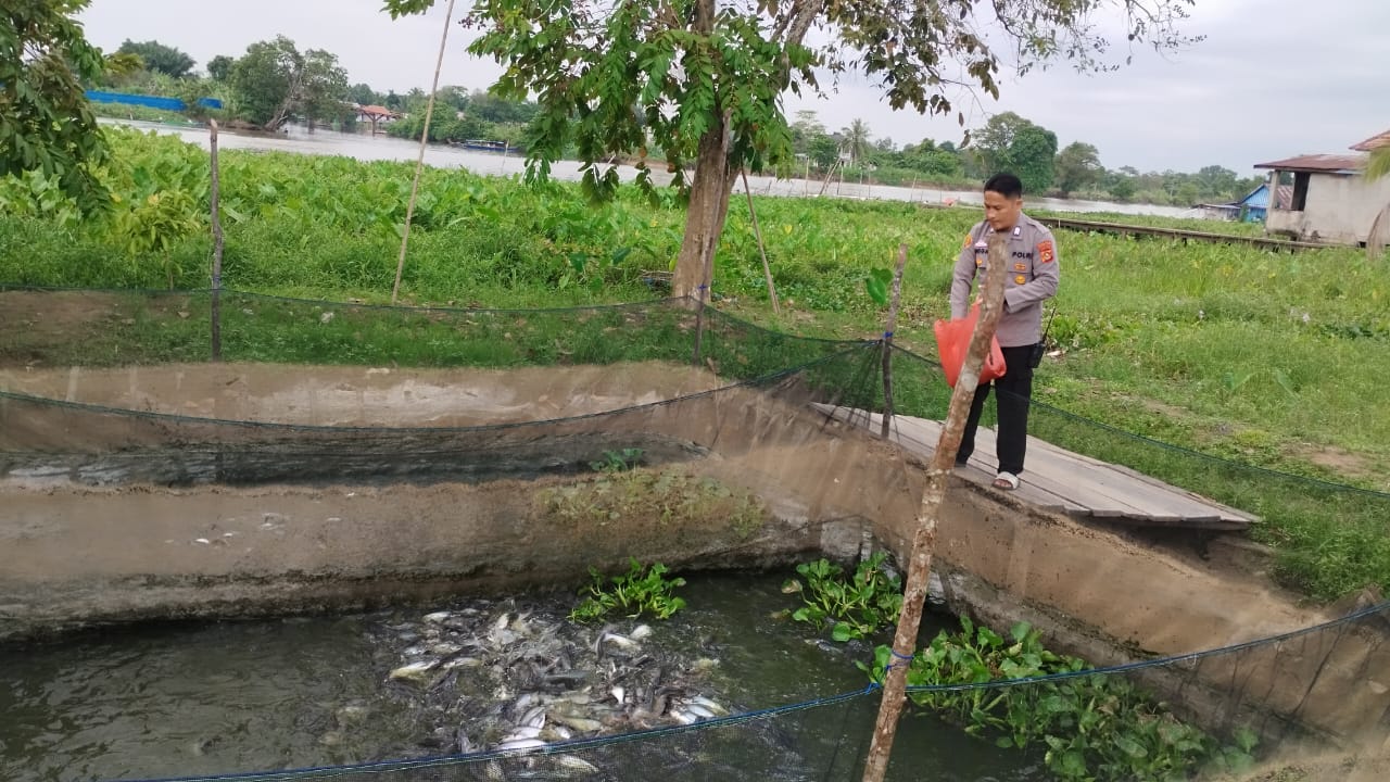 Polsek Pemulutan Ogan Ilir Kembangkan Ternak Ikan Dukung Program Ketahanan Pangan