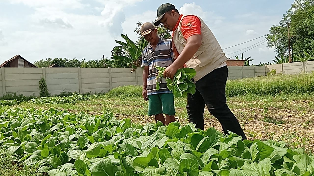 Olah Lahan Tandus Jadi Kebun Sayur, Petani Banyuasin Wujudkan Kemandirian Pangan 