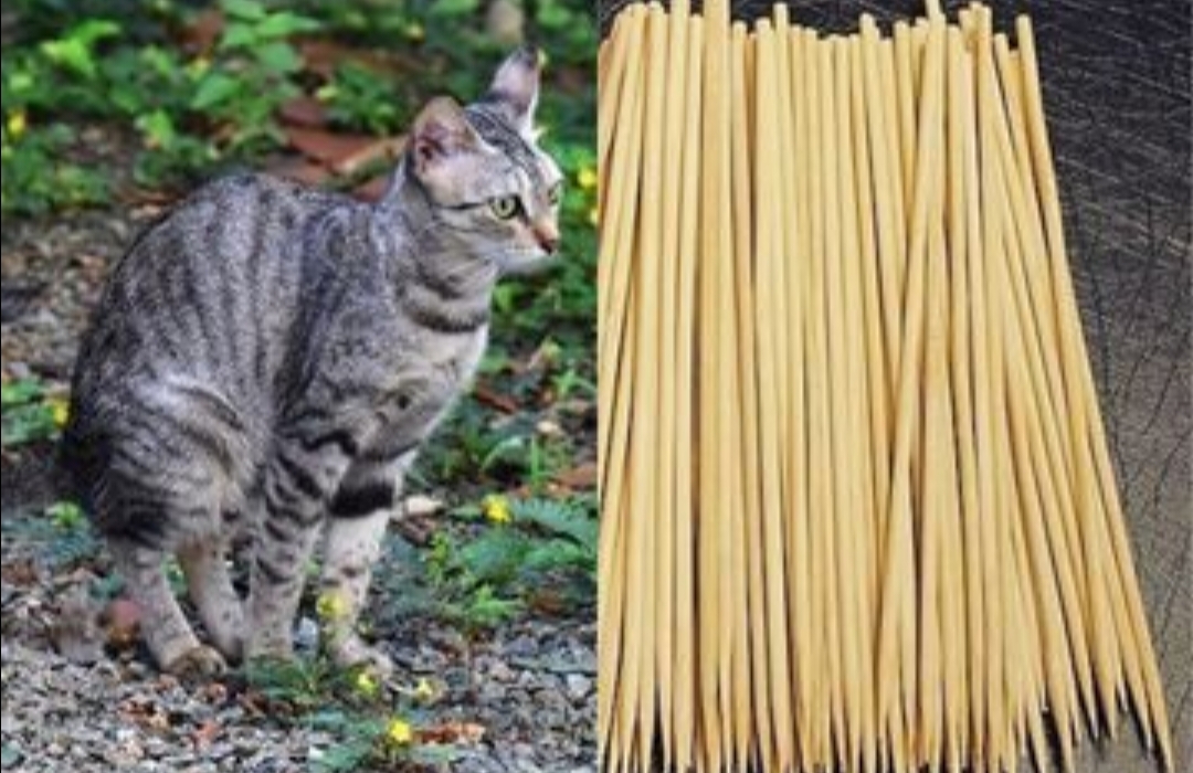 Bikin Kucing Liar Kapok Berak Dipekarangan Rumah, Begini Caranya Cuma Modal Pakai Tusuk Sate.