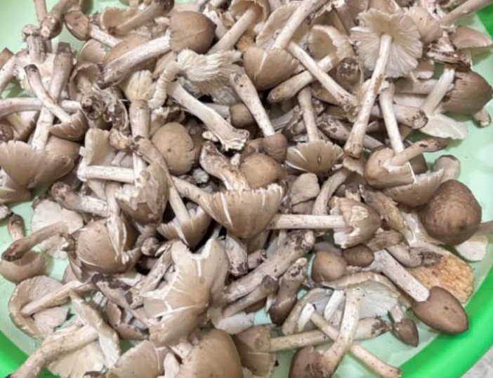 Musim Penghujan Warga Desa di Kabupaten OKI Berburu Jamur Tumbuh di Kebun 