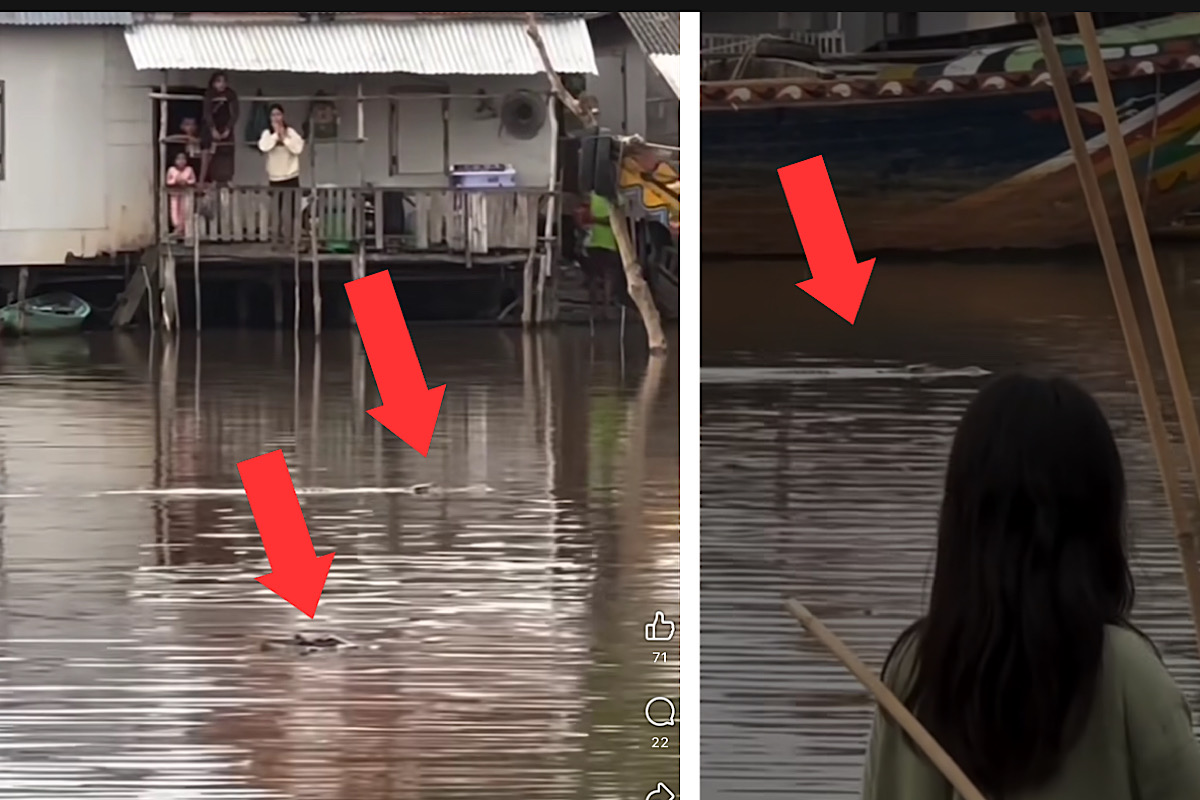 Viral Kemunculan 2 Buaya Manuver di Sungai Jejawi OKI, Berenang Santai Dekat Pemukiman Warga