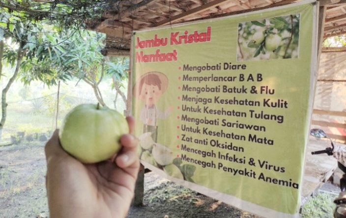 10 Manfaat Jambu Kristal bagi Kesehatan Tubuh, Buah Renyah yang Kaya Nutrisi