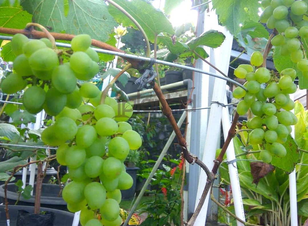 5 Tips Sukses Tabulampot: Tanaman Tumbuh Subur dan Buah Lebat di Lahan Sempit