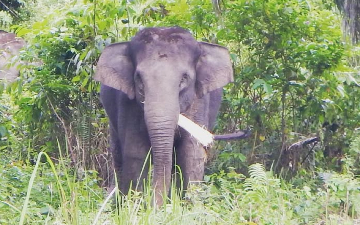 Pengendara Suka Usil Kawanan Gajah Dibikin Konten Sedang Migrasi di Wilayah Perlintasan Gajah PALI-Musi Rawas