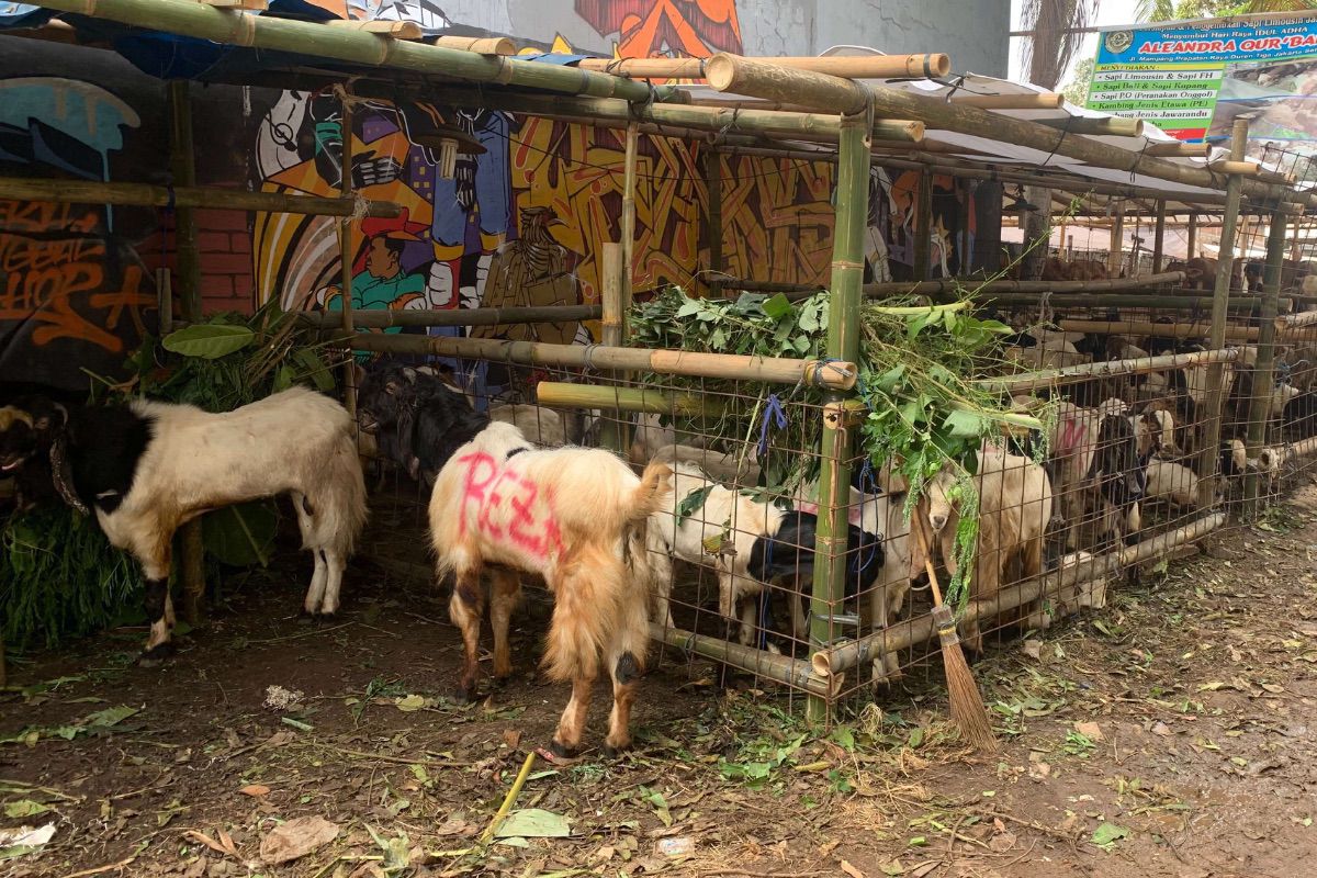 Jelang Iduladha 2026, Harga Sapi dan Kambing Kurban Mulai Merangkak Naik