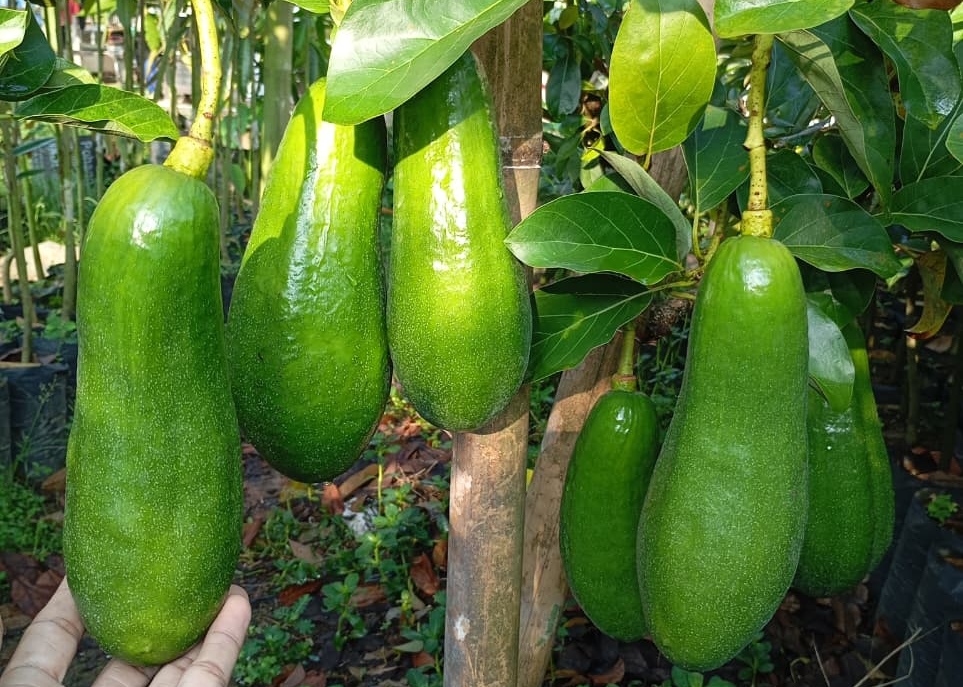 4 Cara Peram Buah Alpukat agar Cepat Matang dan Siap Dikonsumsi 