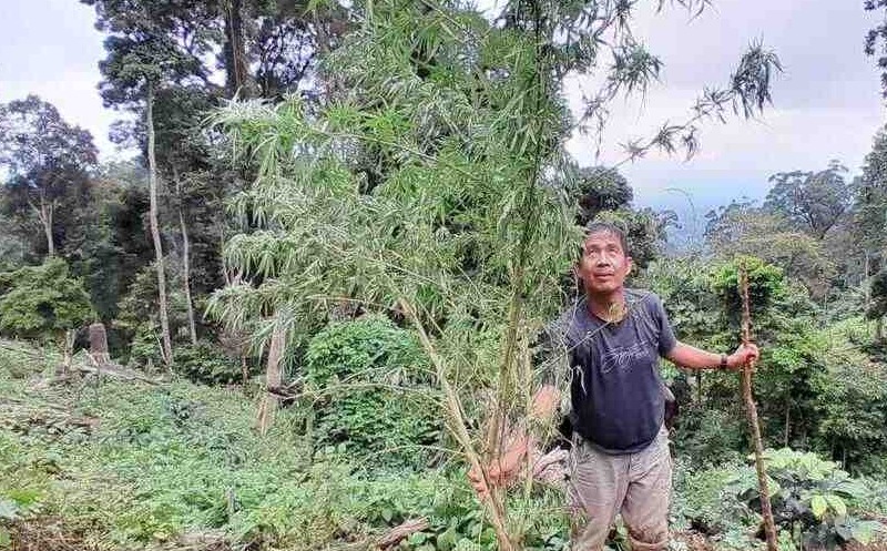 1 Januari 2024, BNN Empat Lawang Temukan 1 Hektar Ladang Ganja, Ditanam di Sela Batang Kopi