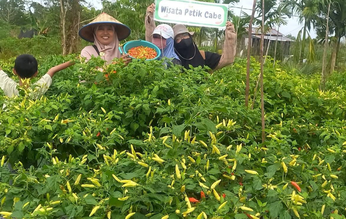 Cara Menanam Cabe agar Cepat Berbuah: Tips Pemilihan Bibit hingga Panen