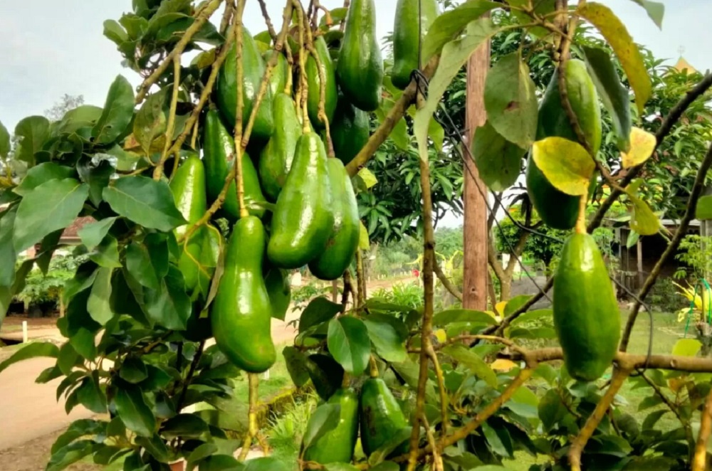  Cara Alami Agar Pohon Alpukat Cepat Berbuah Lebat dan Dagingnya Tebal