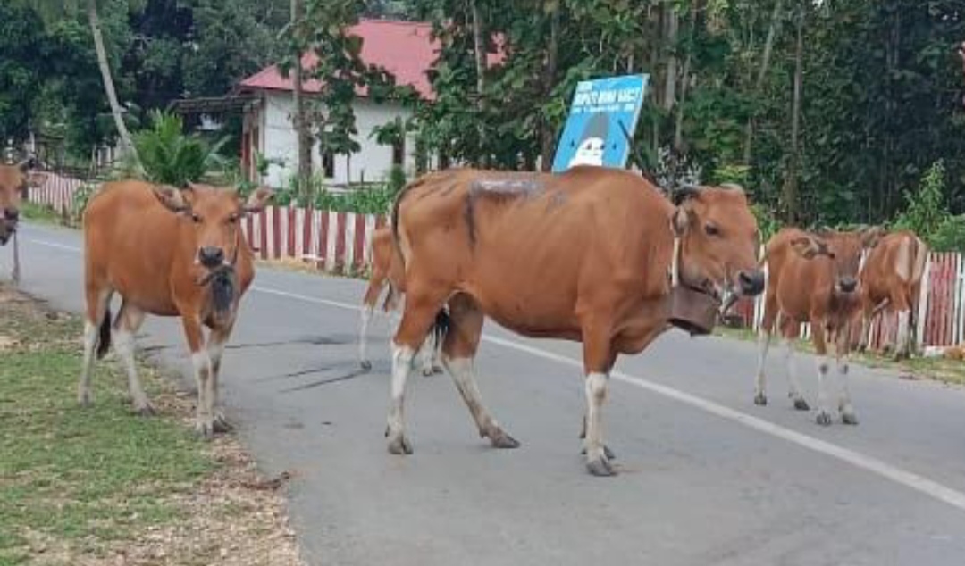 Hewan Ternak Sapi Berkeliaran di Pedamaran OKI Tabrak Pengemudi Motor hingga Luka-luka