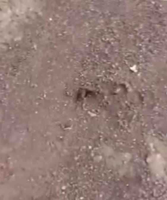 Heboh Warga Palembang Diduga Diserang Hewan Buas Nyaris Tewas, Corak Belang Kuning Mangsa Bebek