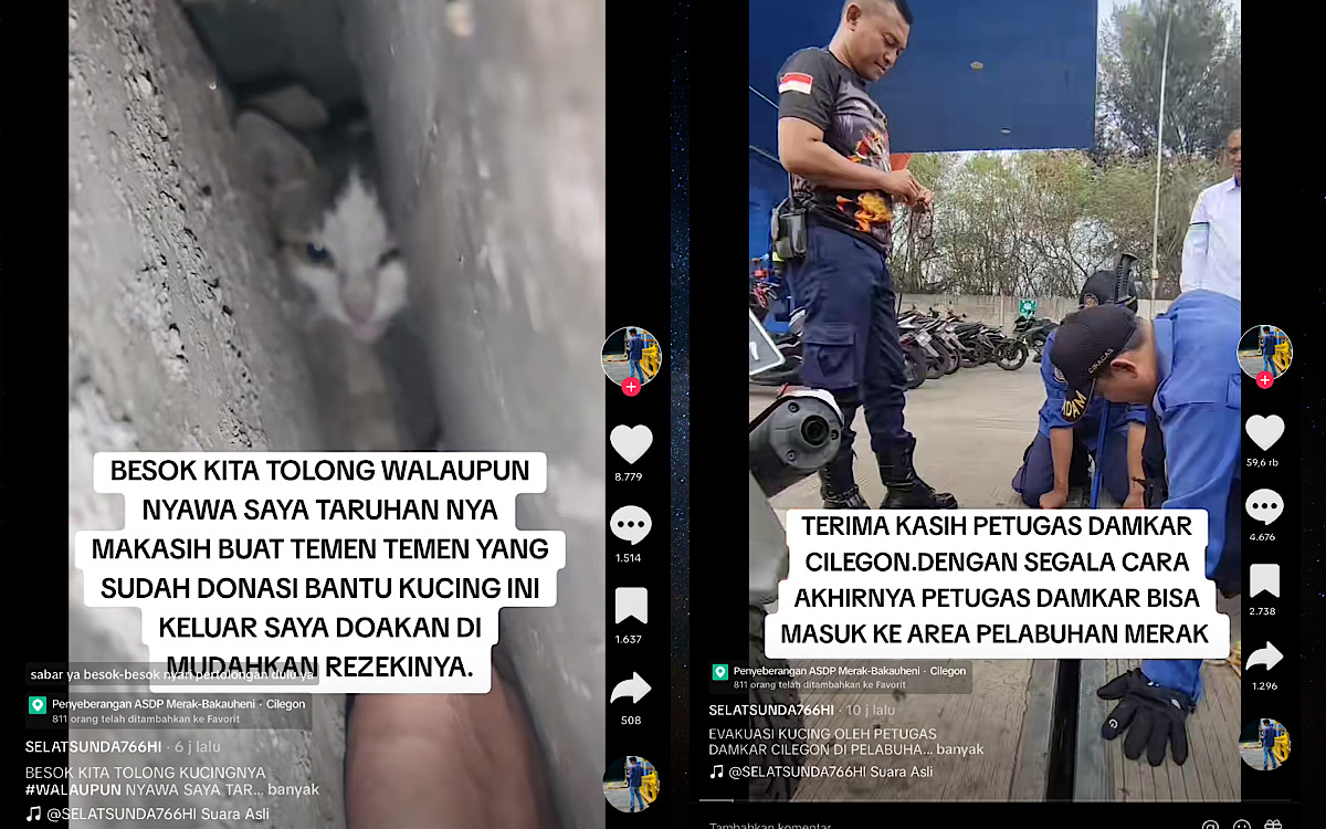 Evakuasi Kucing di Lantai Beton Pelabuhan Merak Sangat Sulit, Petugas Damkar Datang Tapi Kucing Belum Keluar  